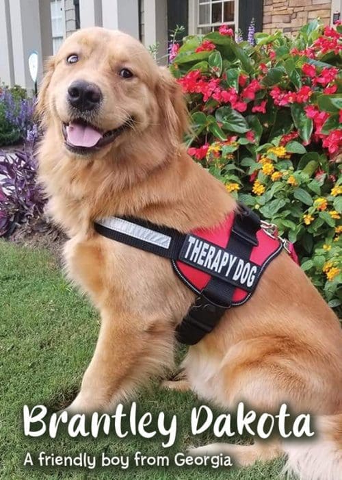 Brantley Dakota - Careing Paws Trading Card