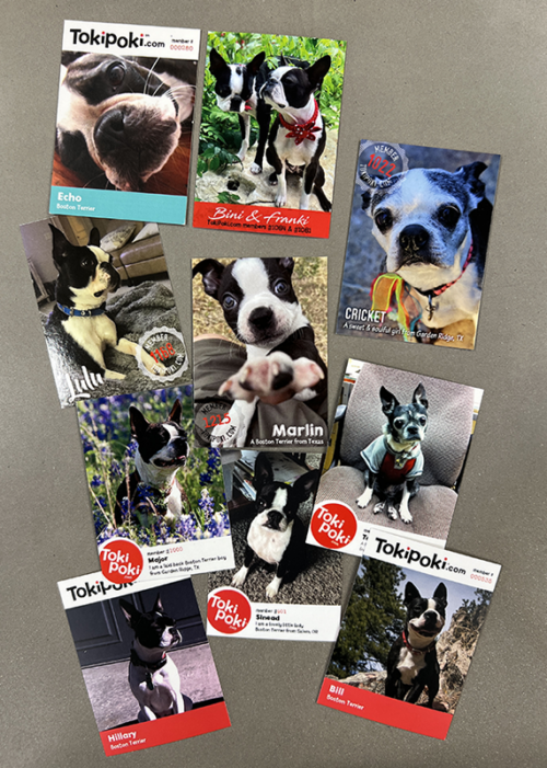 Toki Poki Boston Terrier Pet Trading Cards