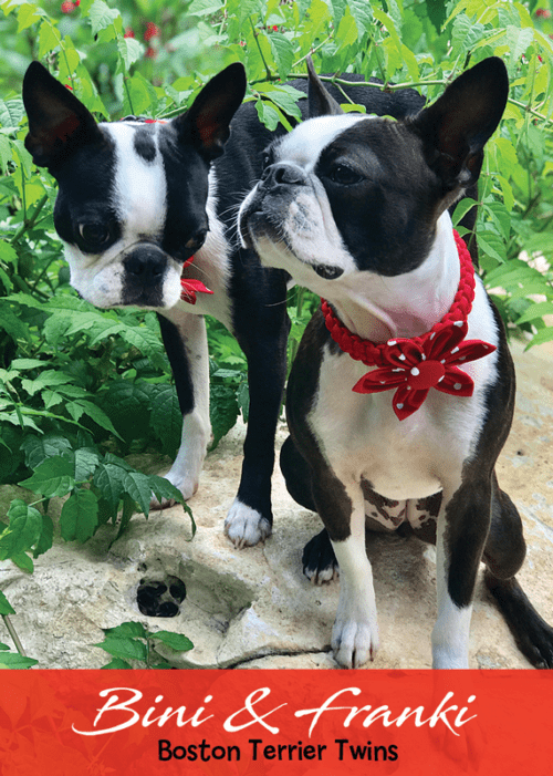 Franki & Bini - Buddies Pet Trading Card