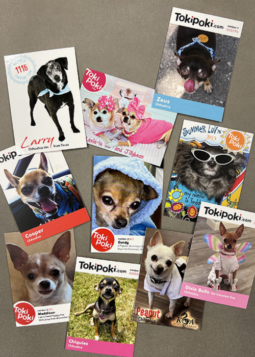 Toki Poki Chihuahua Pet Trading Cards