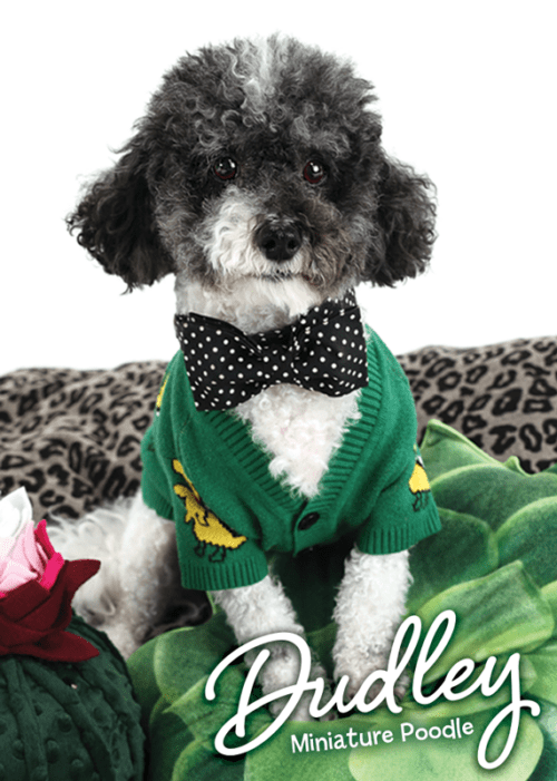 Dudley - Therapy Pet Trading Card