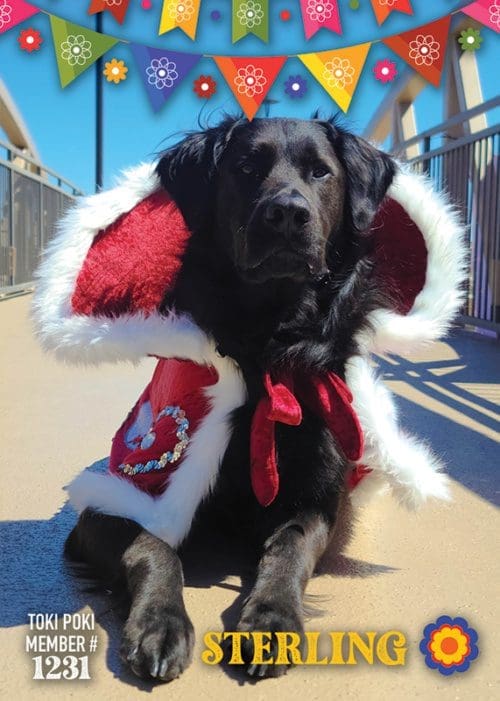 Sterling - Fiesta Pet Tradind Card