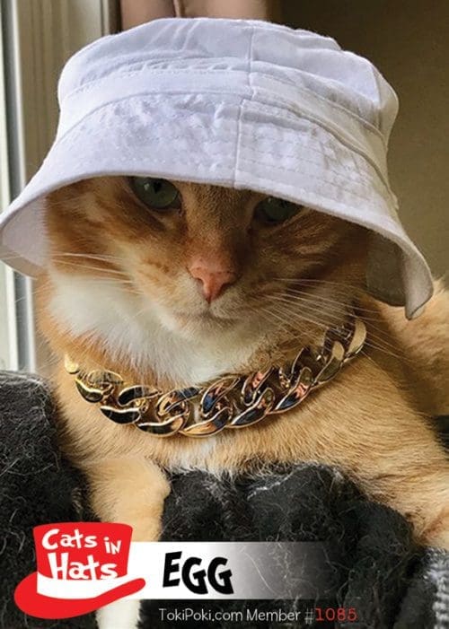 Cats in Hats Pet Trading Card