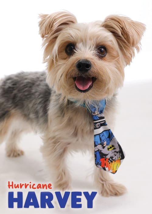 Classic Pet Trading Card for Harvey