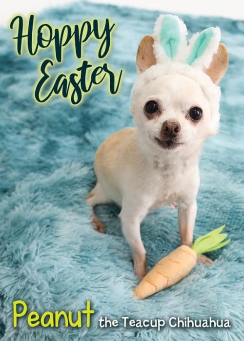 Peanut - Toki Poki Easter Pet Trading Card