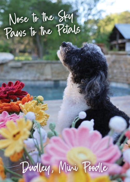 Dudley - Toki Poki Spring Pet Trading Card